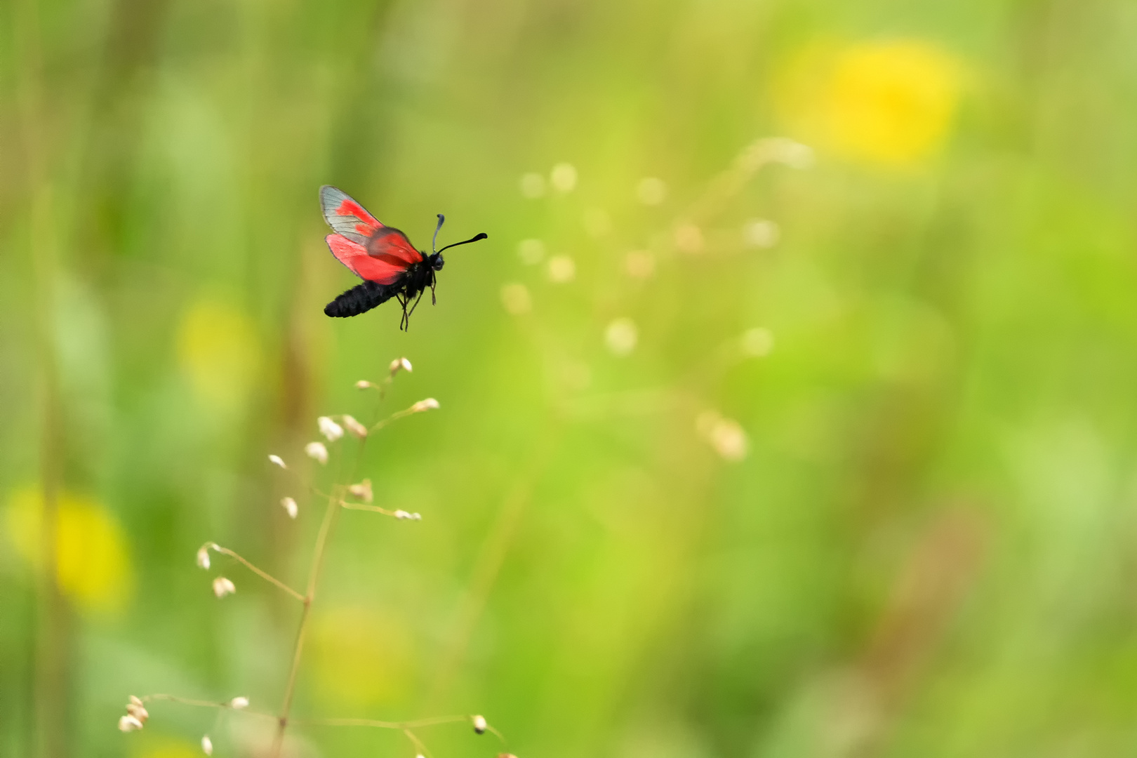 fliegendes Thymian-Widderchen