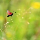 fliegendes Thymian-Widderchen