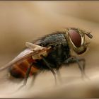 fliegendes tierchen sitzend