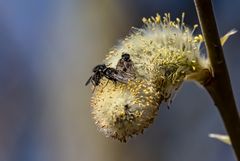 fliegendes Vogelfutter wieder erhältlich