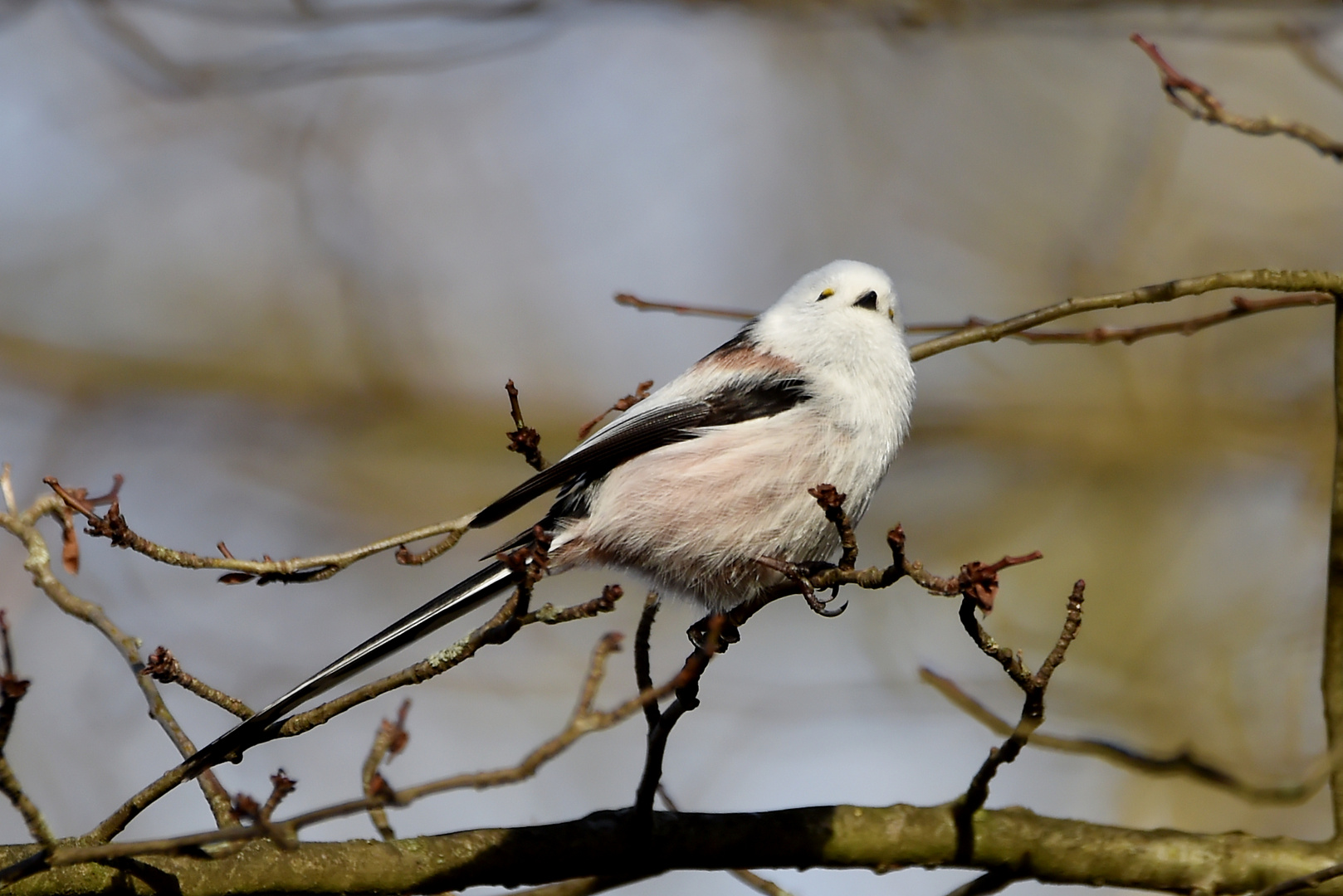 Fliegendes Wollknäuel