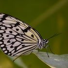 Fliegendes Zebra