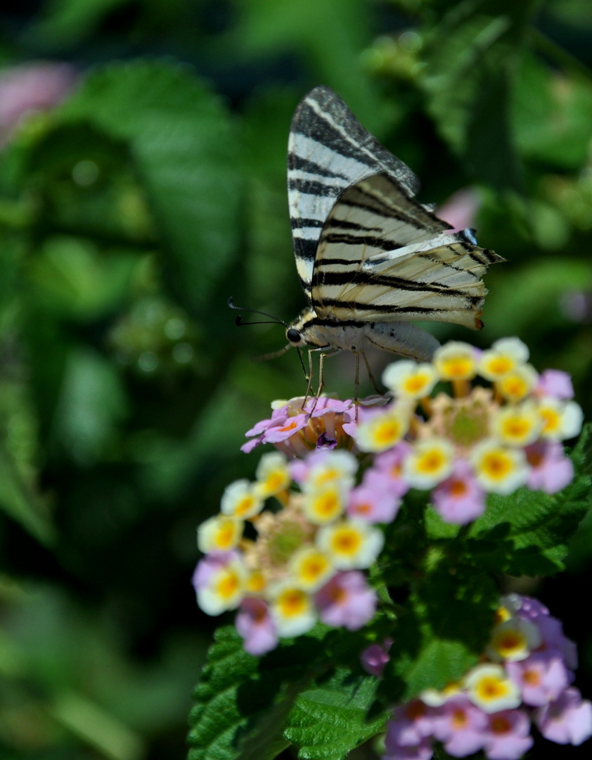 Fliegendes Zebra