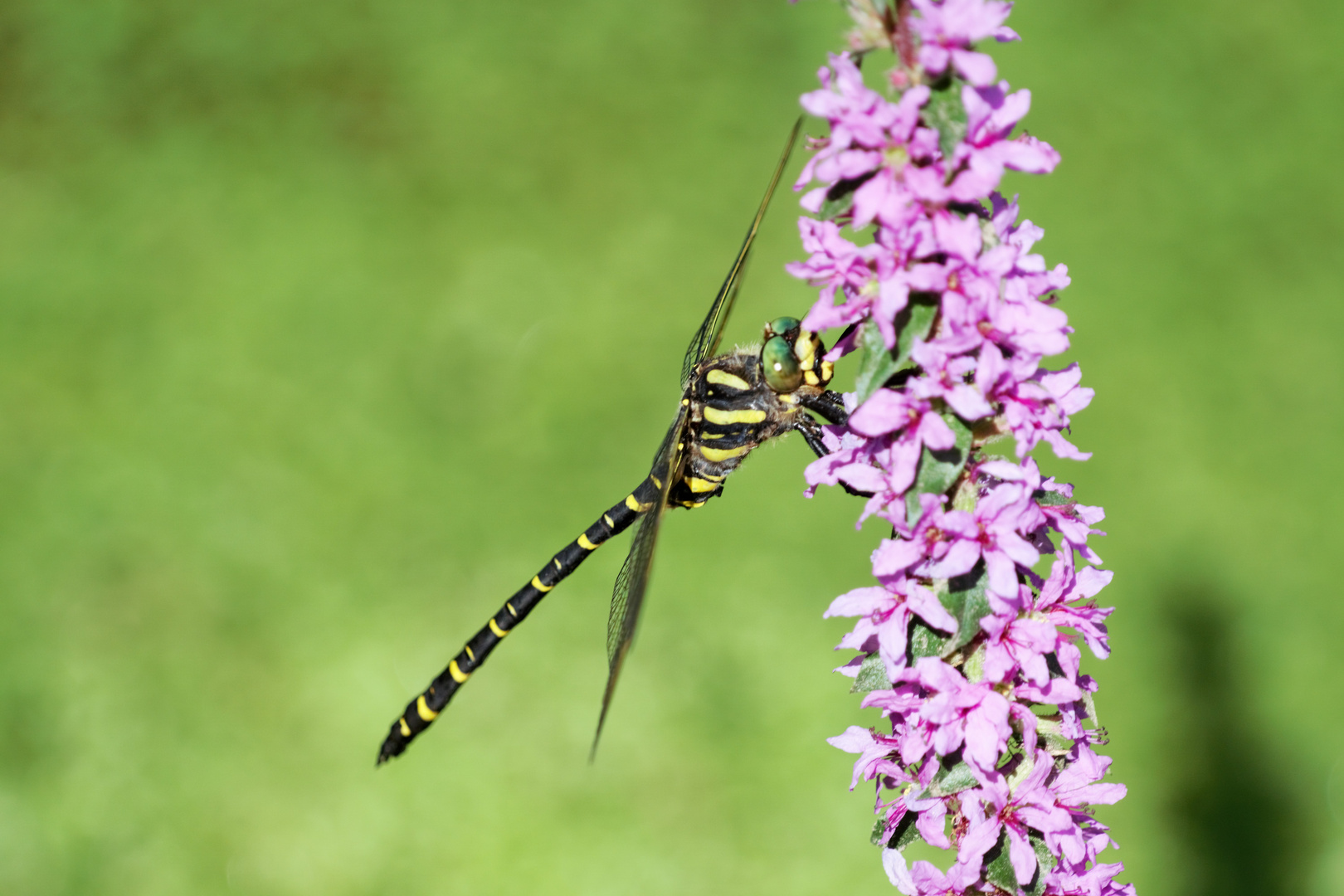 Fliegendes Zebra