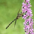 Fliegendes Zebra