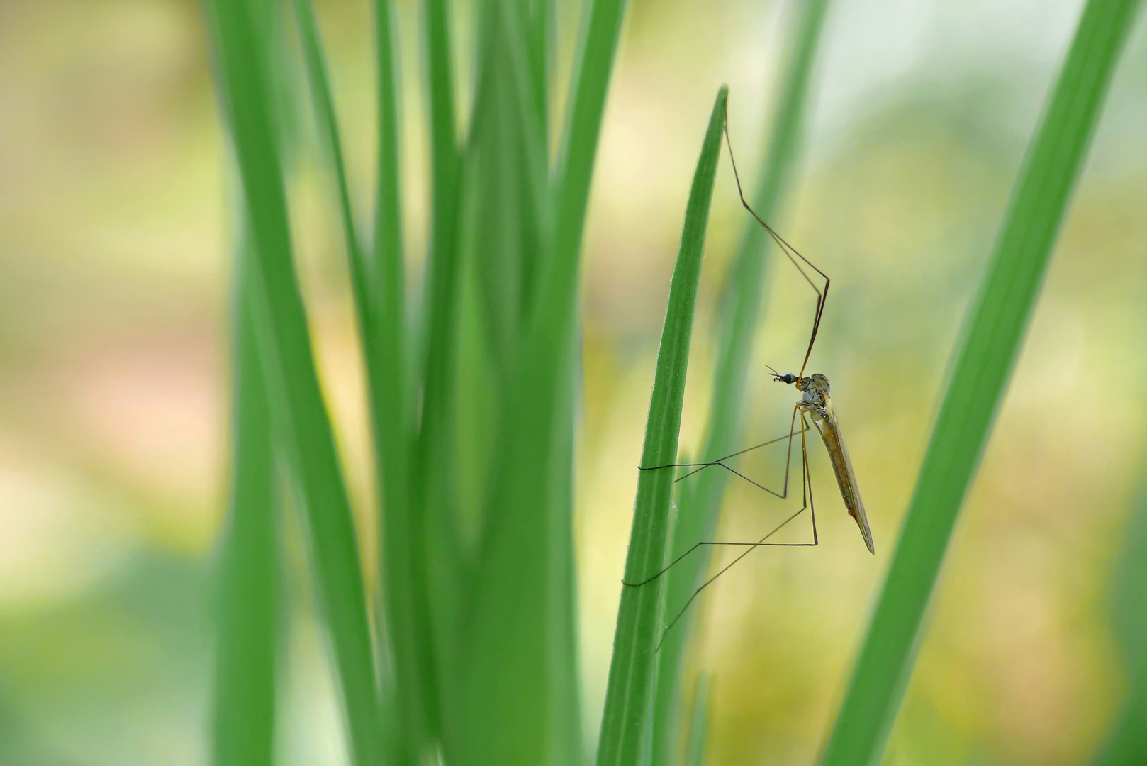 Fliegendschungel