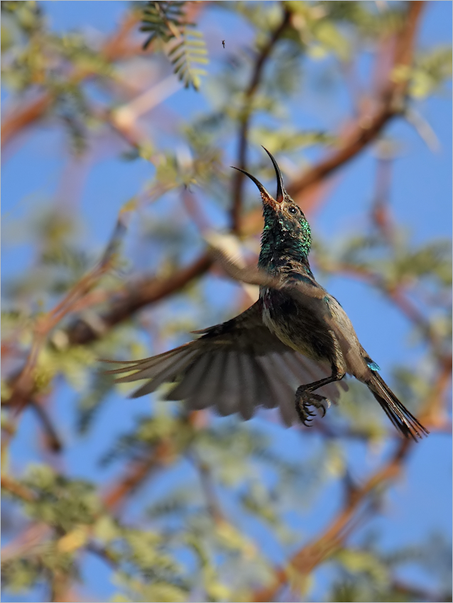 Fliegenfänger