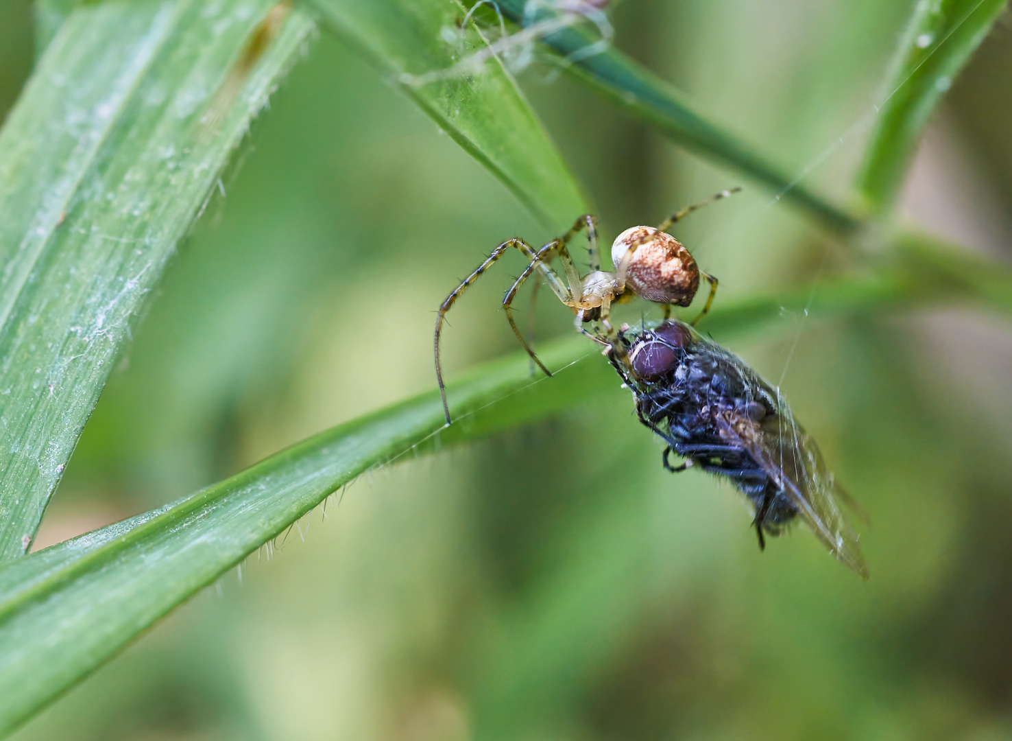 Fliegenfänger