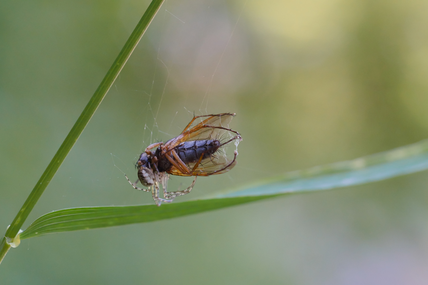 Fliegenfänger