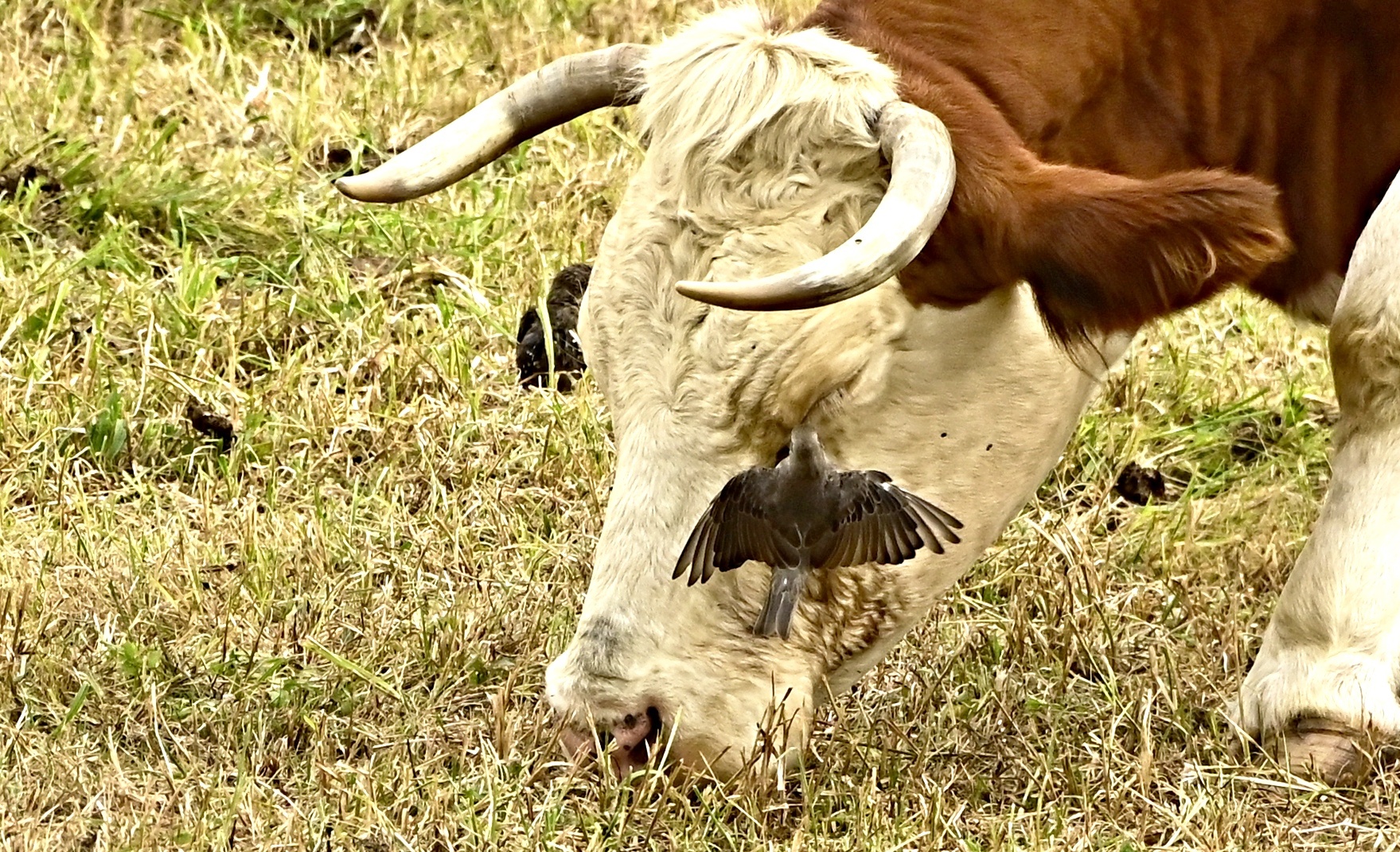 Fliegenfänger