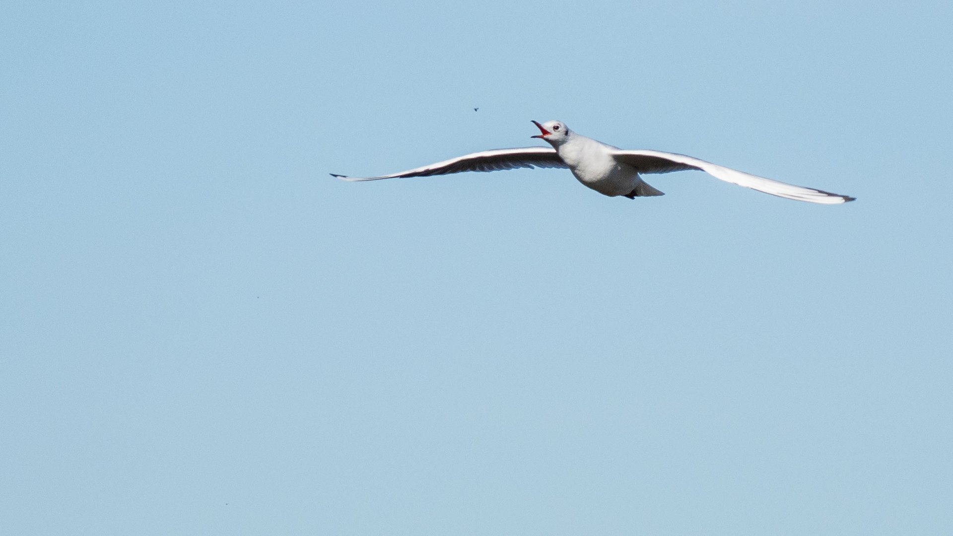 Fliegenfangende Lachmöwe