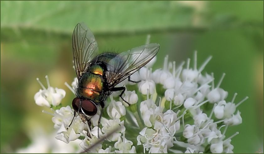 Fliegenfarben