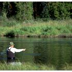 Fliegenfischen am Oxbow Bend