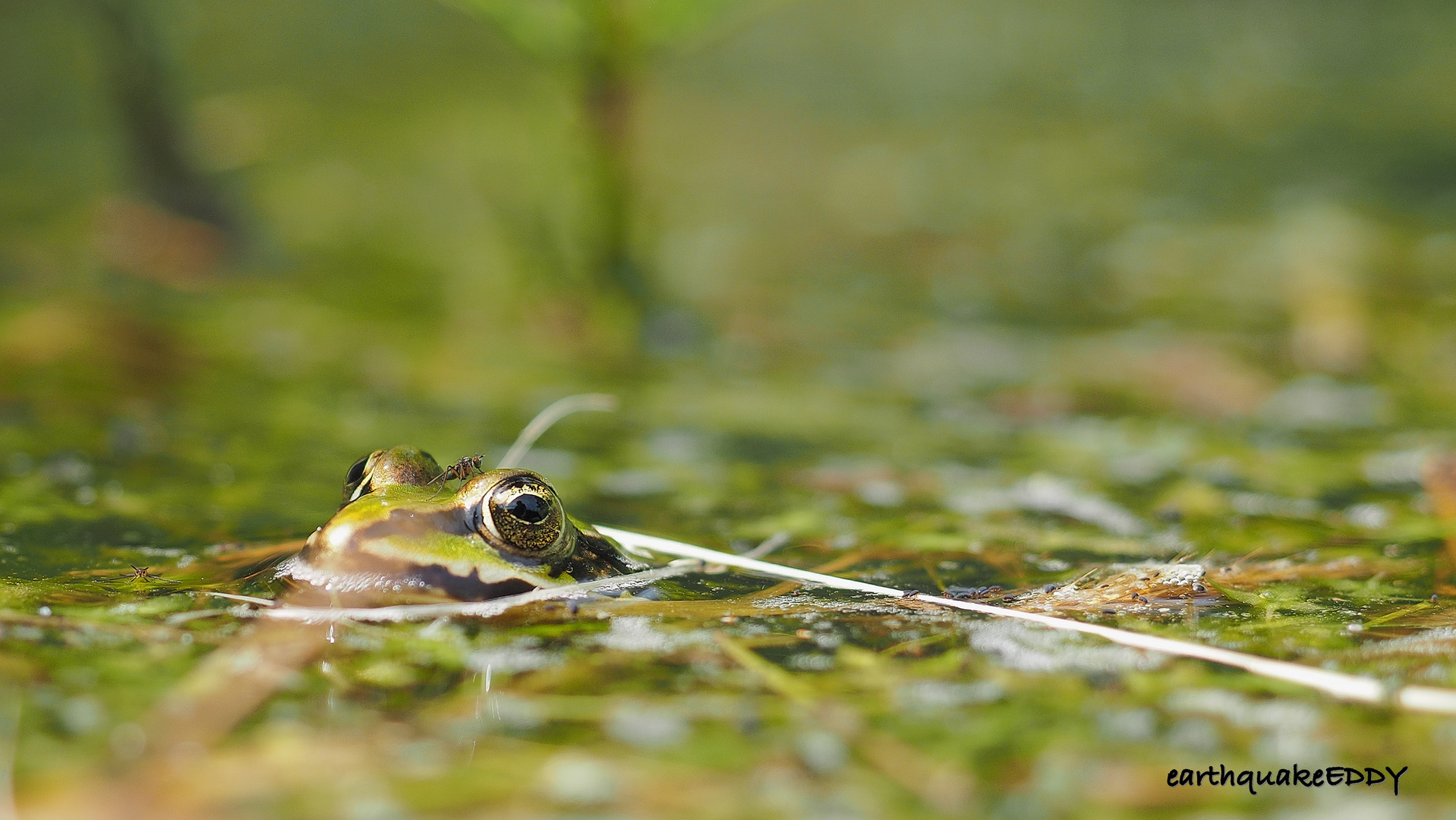 Fliegenfrosch