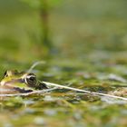 Fliegenfrosch