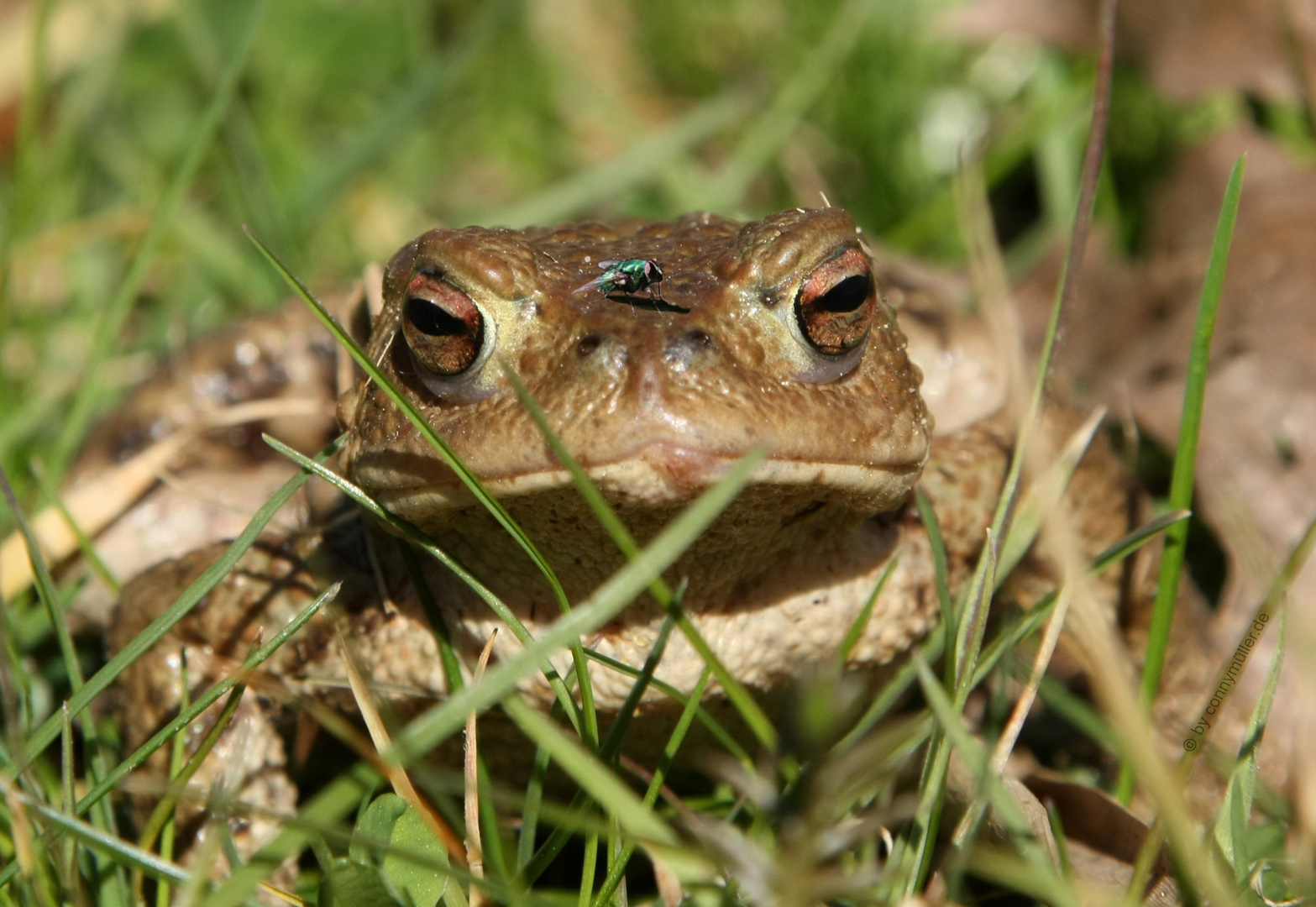 Fliegenfrosch