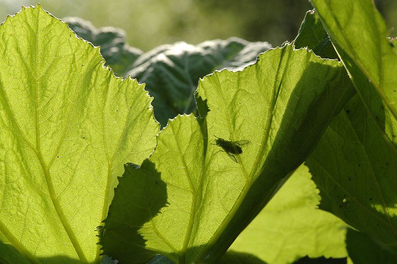 Fliegenfrühling 1