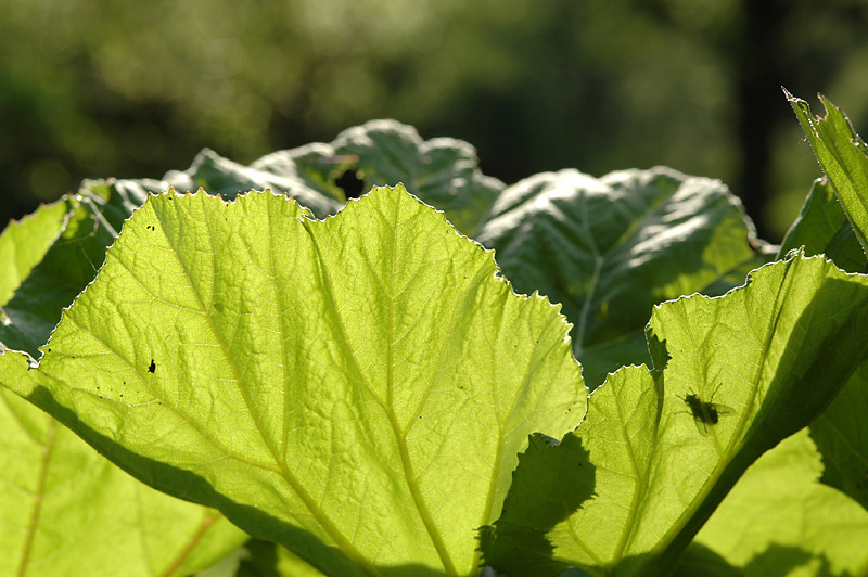 Fliegenfrühling 2