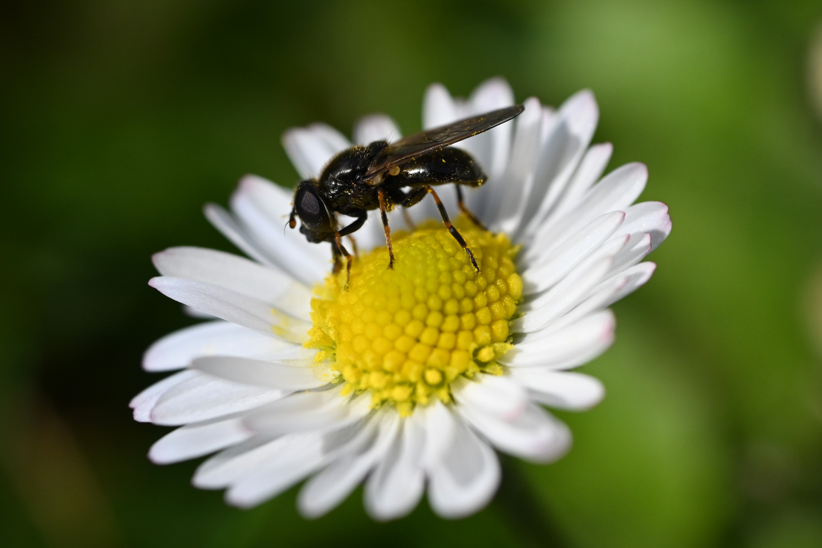 Fliegenfrühstück