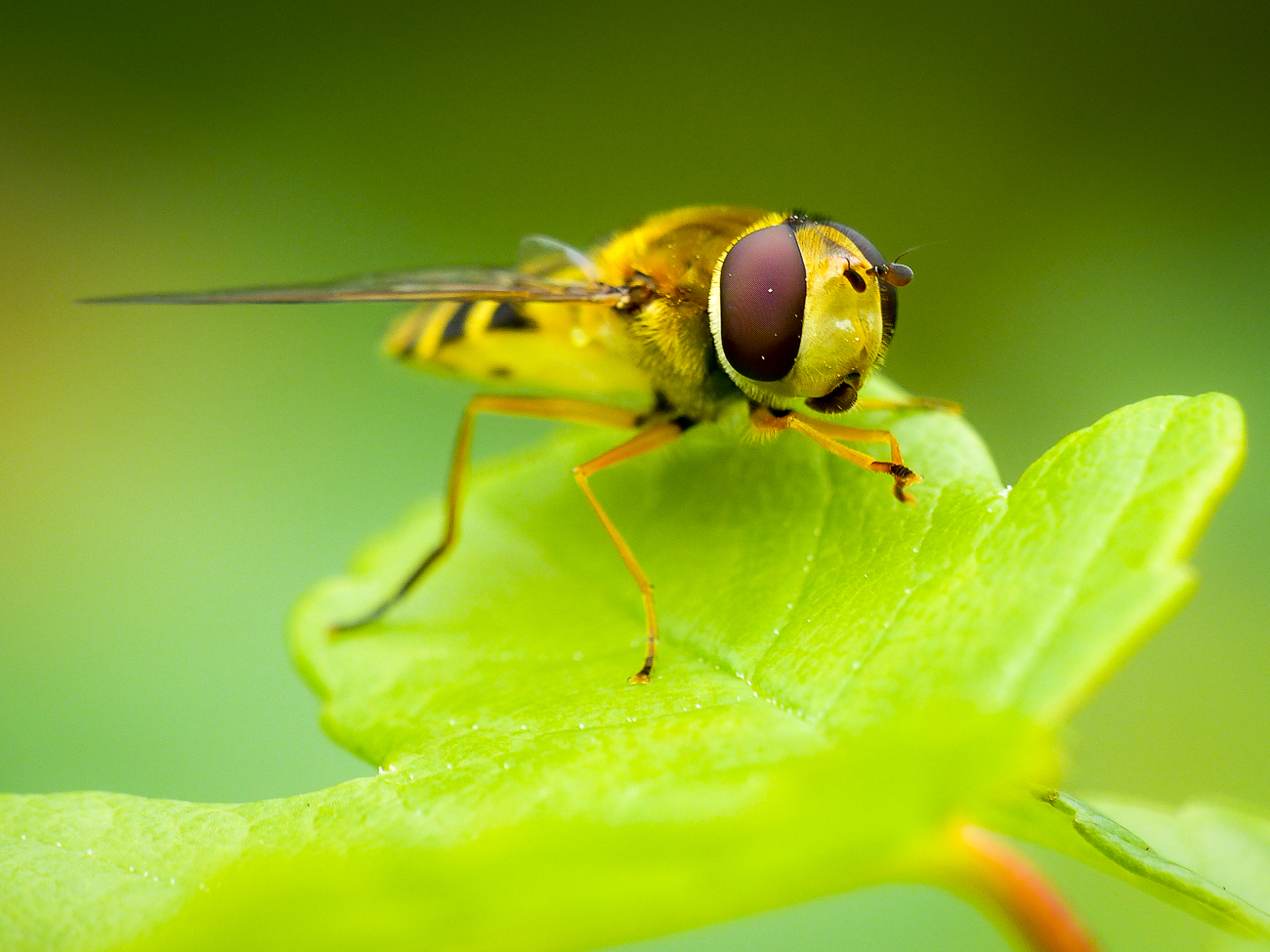 Fliegengesicht