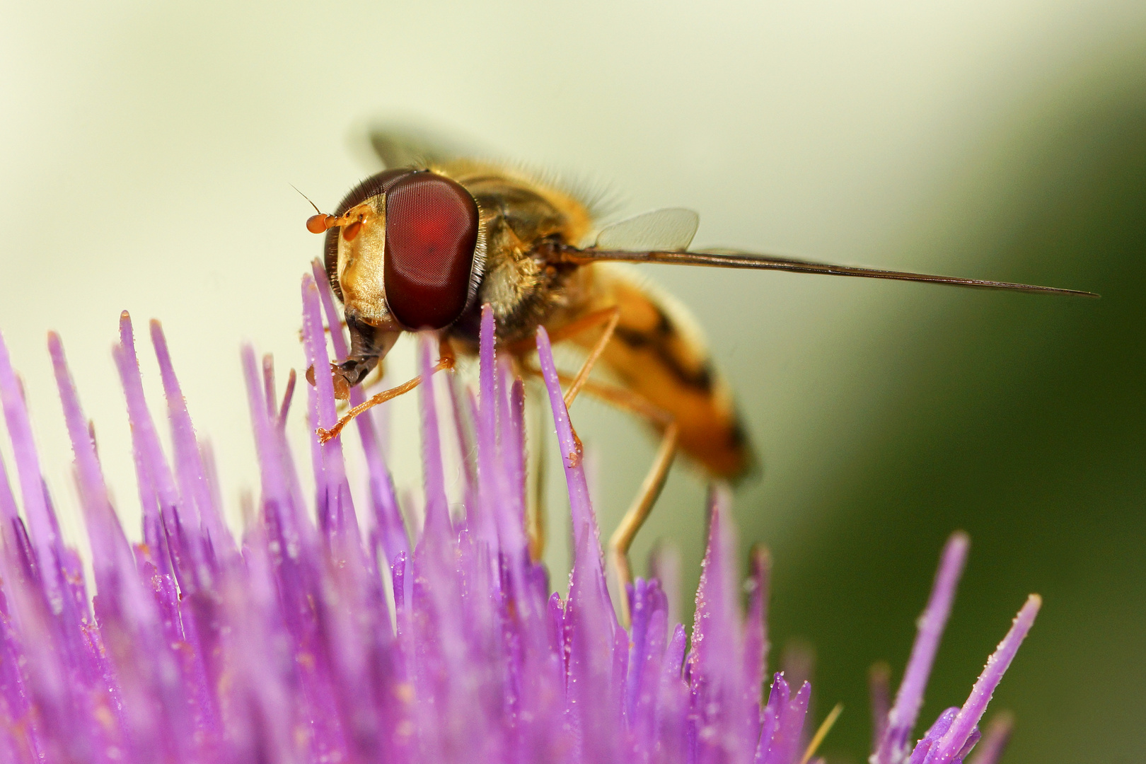 Fliegengewicht