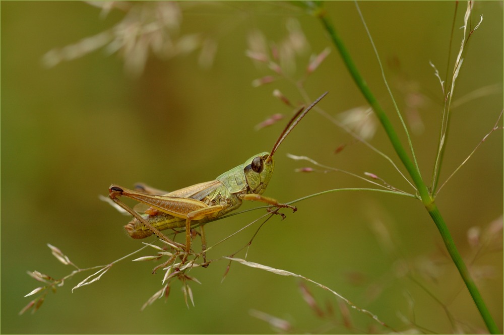 Fliegengewicht