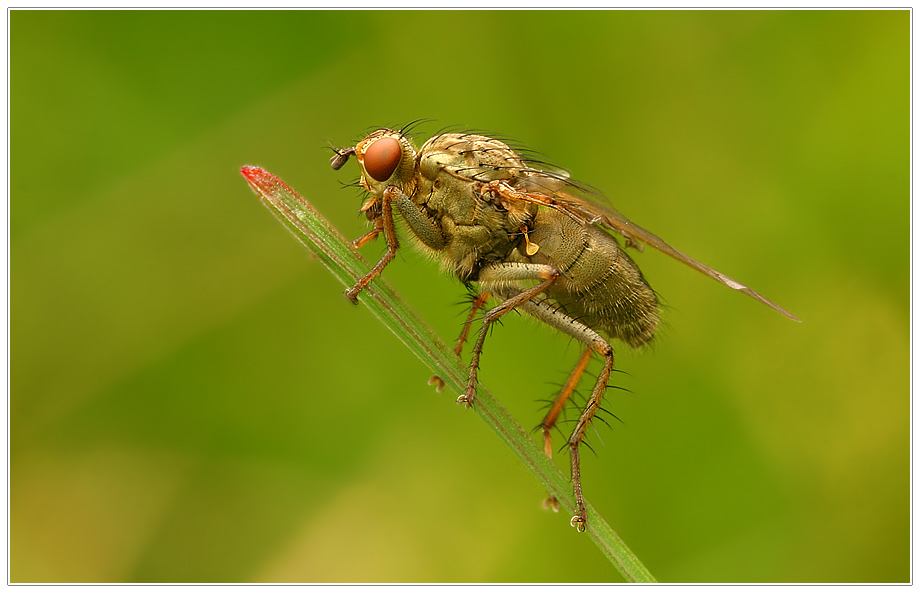 Fliegengewicht