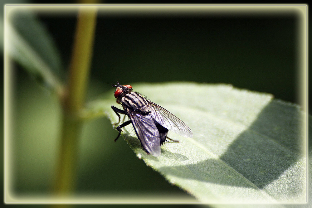 Fliegengewicht