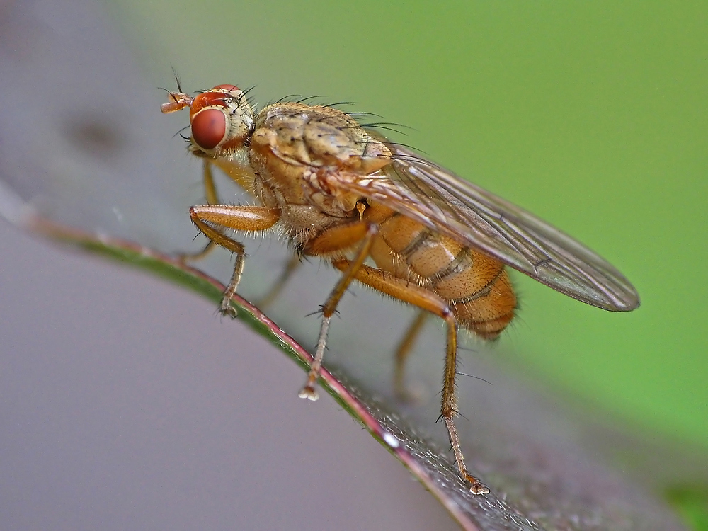 Fliegengewicht