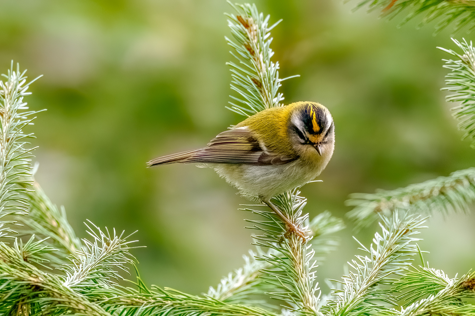 Fliegengewicht