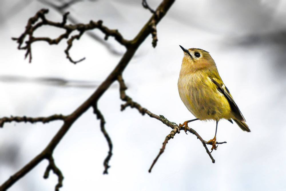 Fliegengewicht Foto & Bild deutschland, europe, nordrhein westfalen