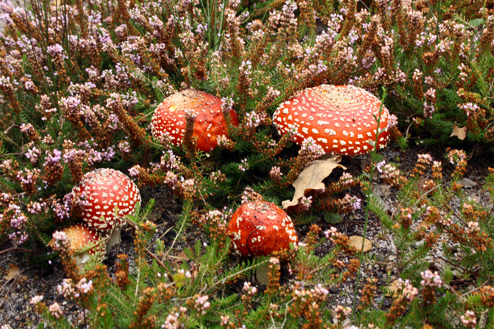 Fliegengruppe in der Heide