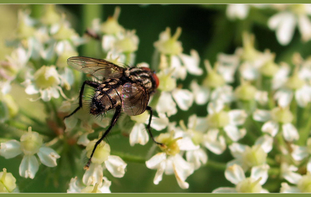 Fliegenhintern....