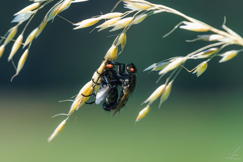 Fliegenhochzeit