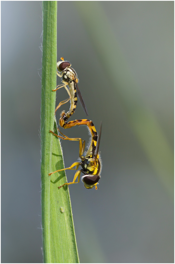 Fliegenhochzeit