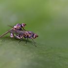 Fliegenhochzeit