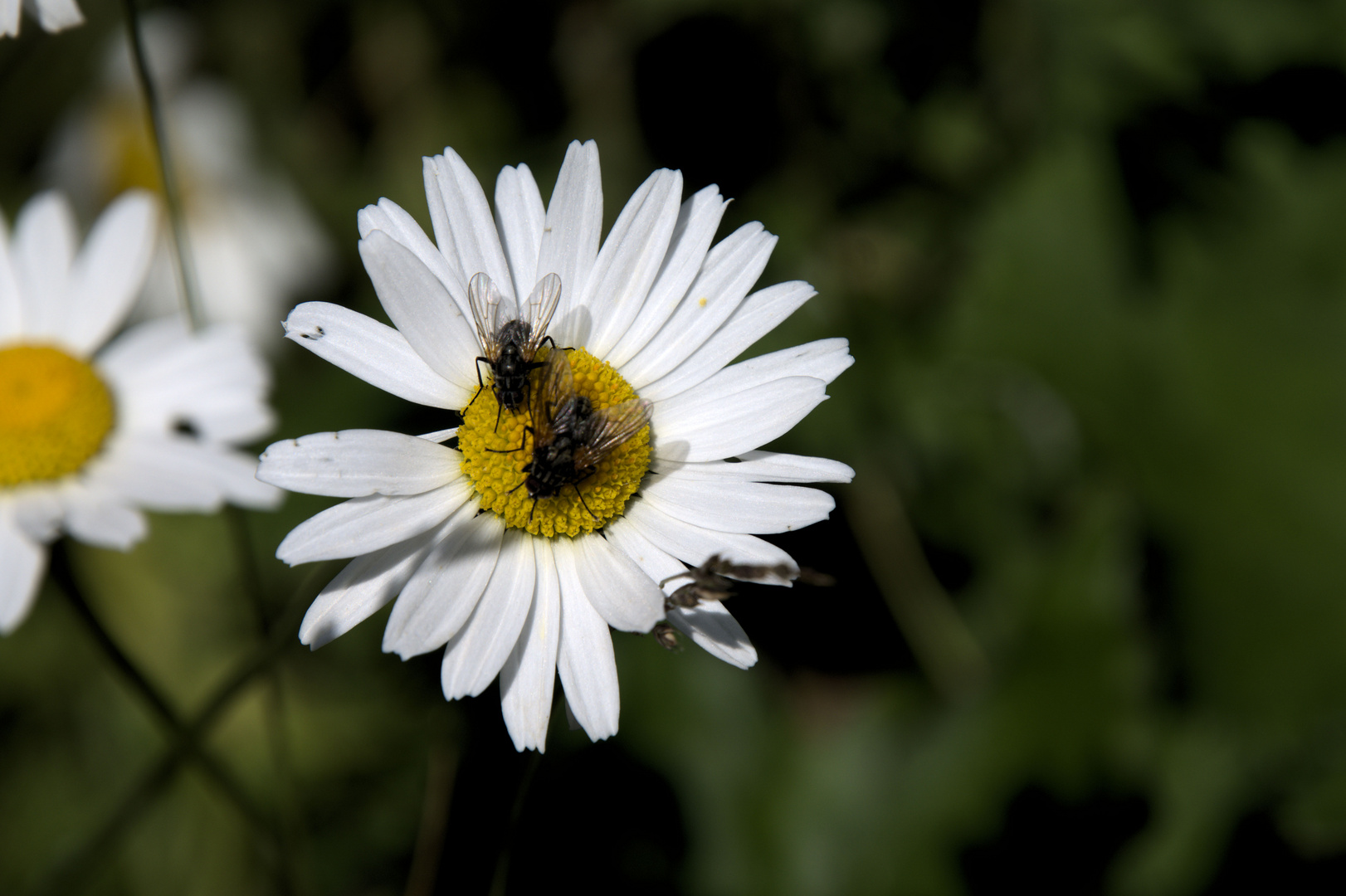 Fliegenhochzeit auf Margerite