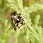 Fliegenhochzeit im Beifuß