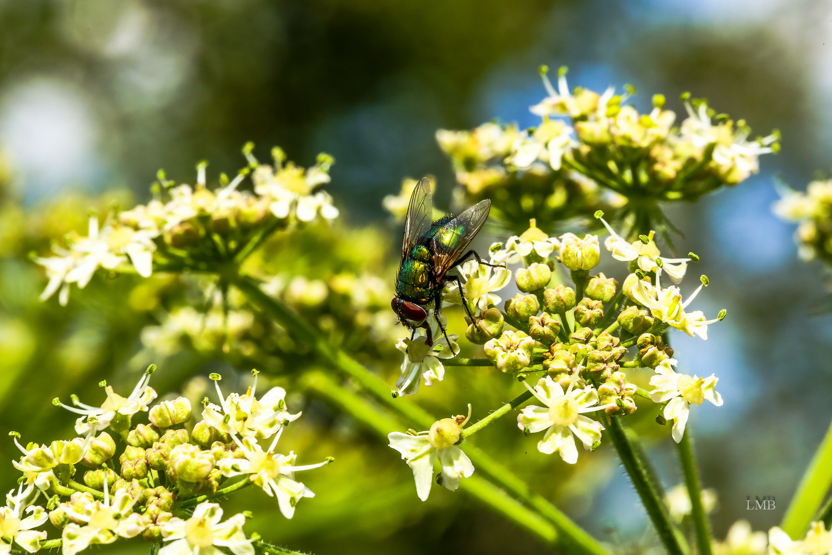 Fliegenhonig