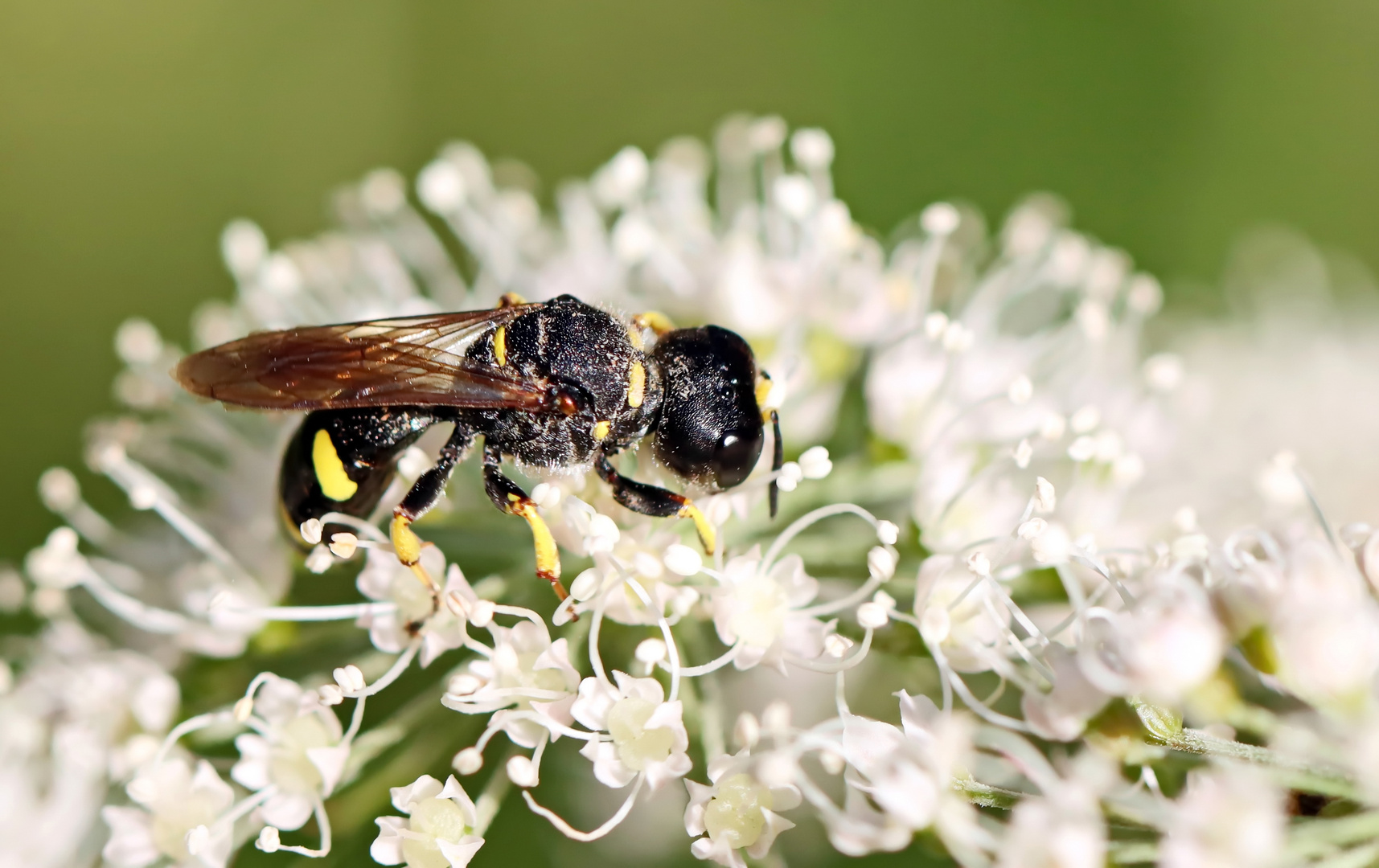 Fliegenjäger