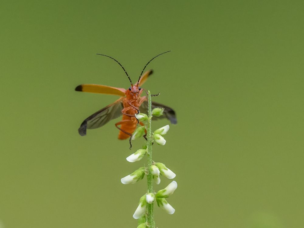 Fliegenkäfer