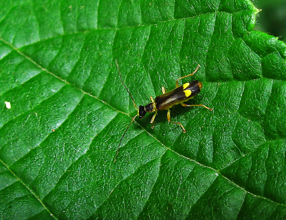 Fliegenkäfer