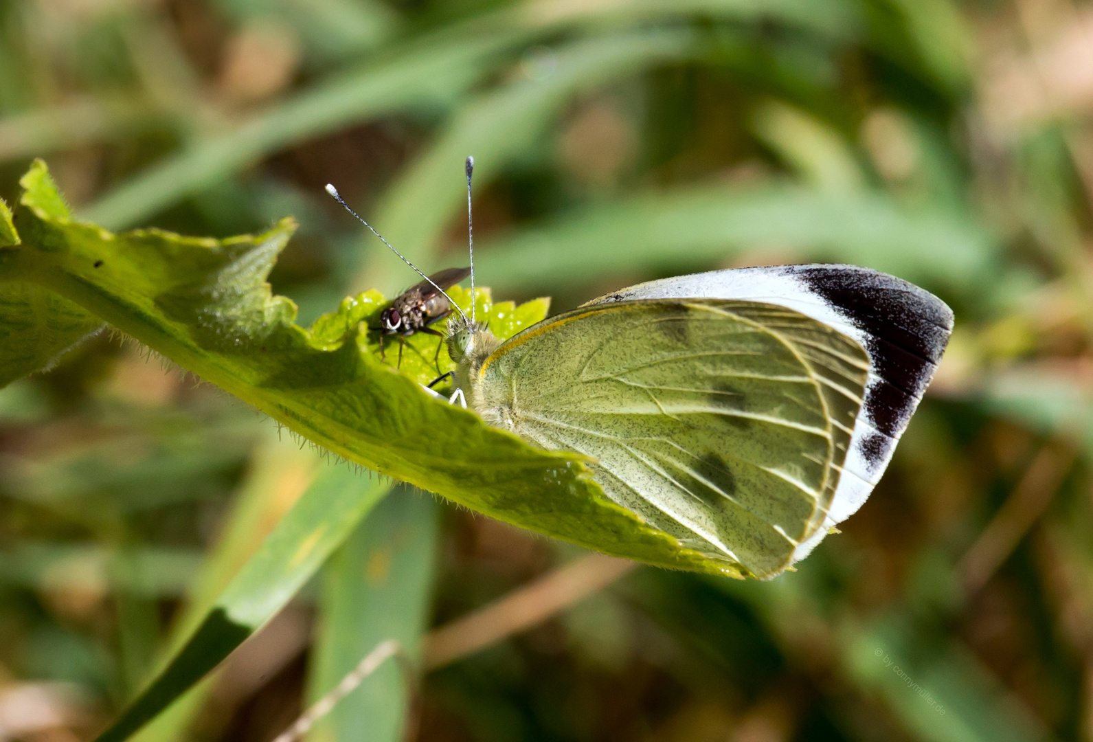 Fliegenklatsche