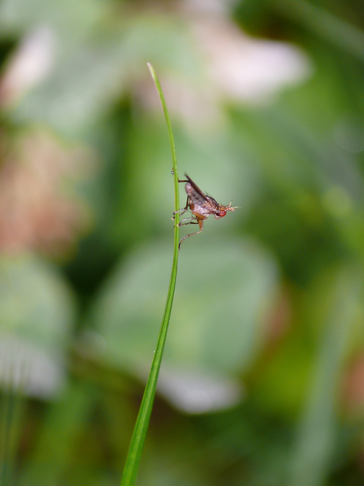 Fliegenkönig(in)