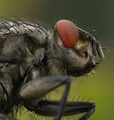 Fliegenkopf