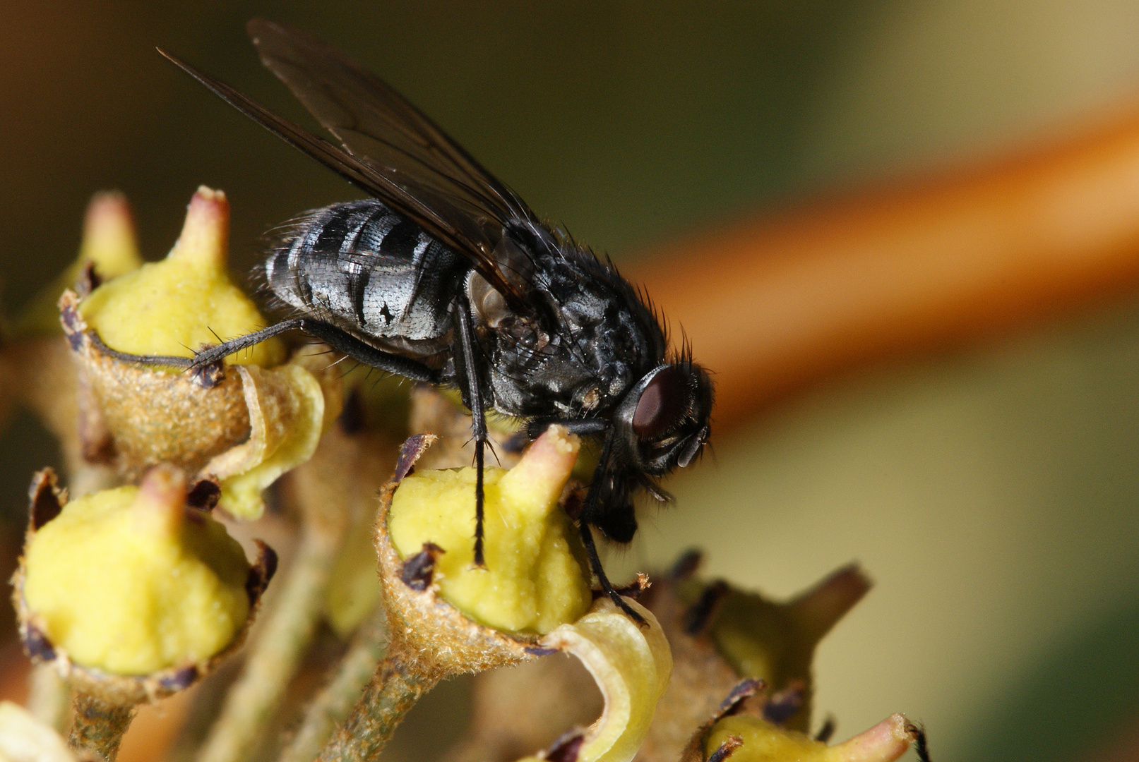 Fliegenleckerei