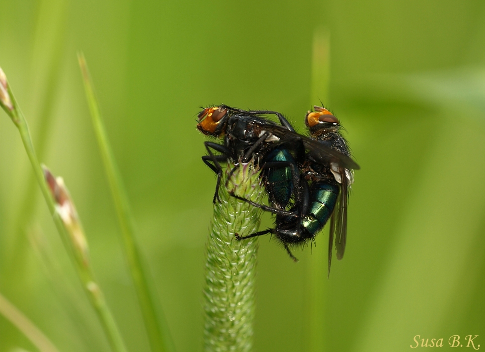 Fliegenliebe