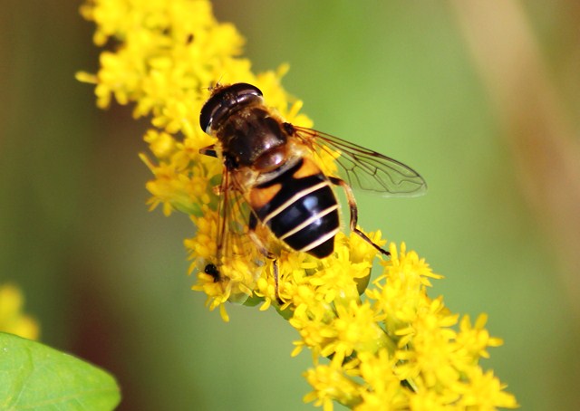 Fliegenmahlzeit