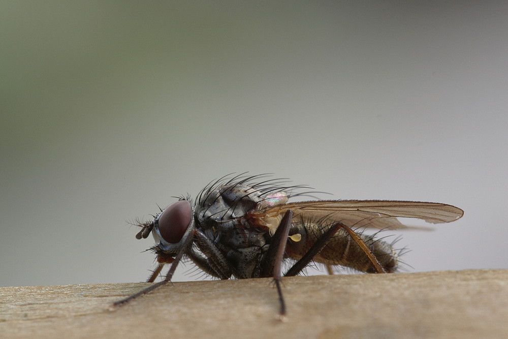 Fliegenmakro 2