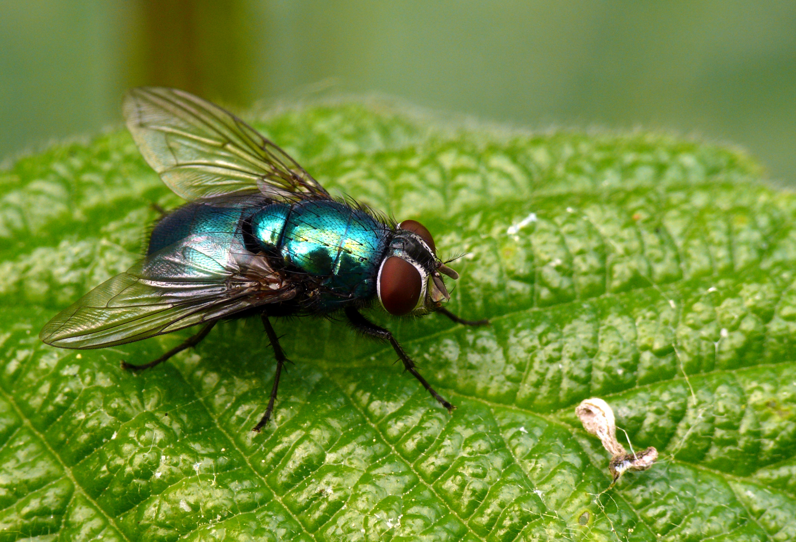 Fliegenmakro